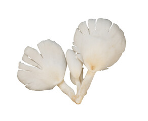 white oyster mushrooms isolated element