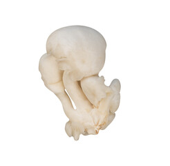 Fototapeta premium Exotic white mushroom for vegetable element