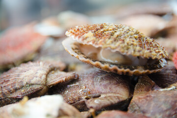 赤皿貝　アカザラガイ　 Chlamys (Azumapecten) farreri akazara Kuroda