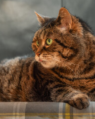 Tabby cat lying on a cushion under a gloomy sky and sticking the tongue out
