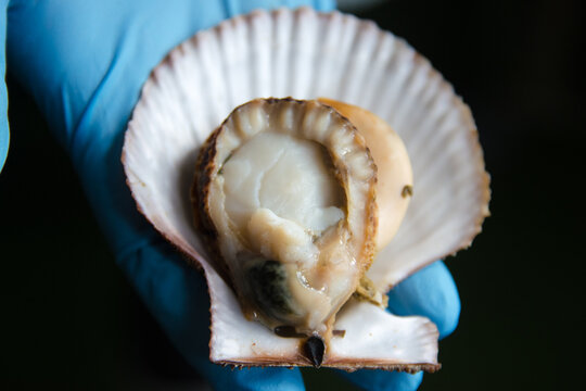 赤皿貝　アカザラガイ　 Chlamys (Azumapecten) farreri akazara Kuroda