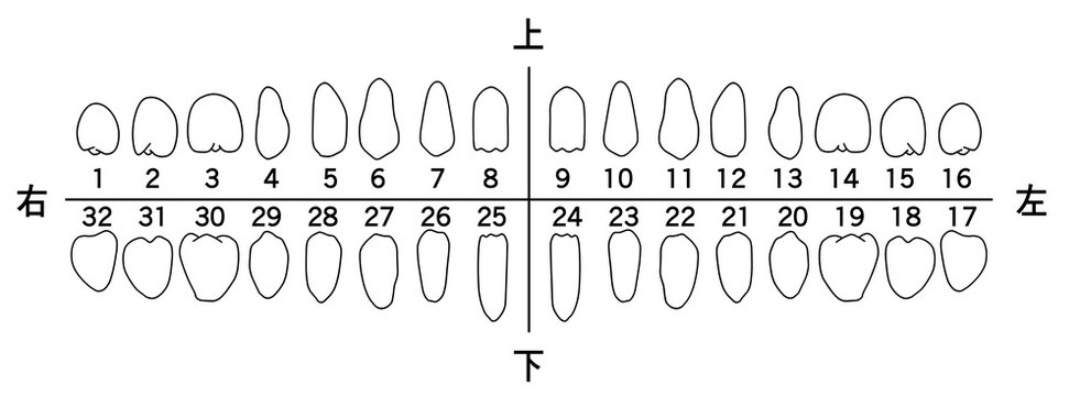 歯科記録用横並びになった歯の白黒線画イラスト