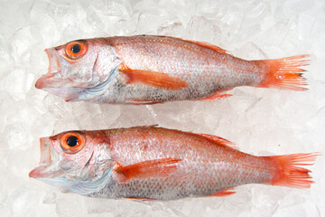 のどぐろ　アカムツ