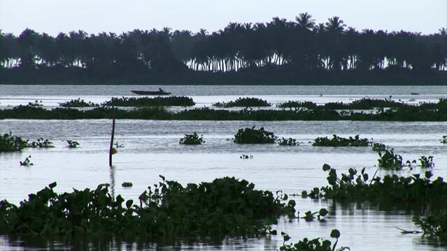 Acquatic river plants floating on river in Badagri.