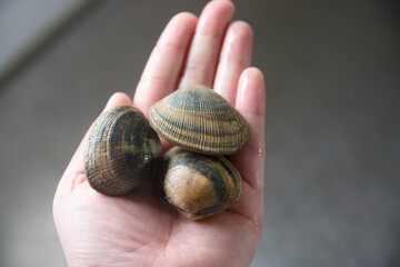あさり　浅利　アサリ　clams　Ruditapes philippinarum
