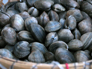 あさり　浅利　アサリ　clams　Ruditapes philippinarum
