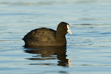 Eurasian coot in a blue lake on a beautiful morning