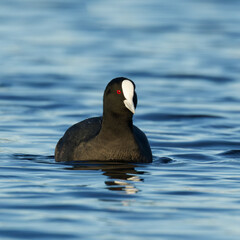 Eurasian coot in a blue lake on a beautiful morning