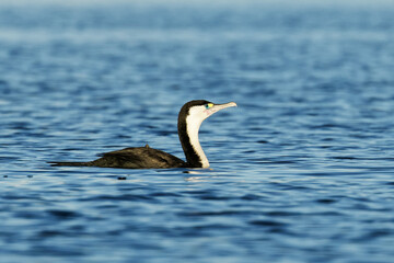 Little Pied cormorant in  a blue lake on a beautiful morning