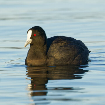 Eurasian coot in a blue lake on a beautiful morning