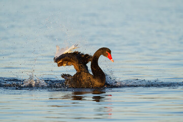 A Black Swan in a blue lake on a beautiful morning