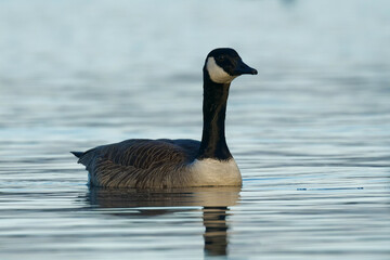 A Canada Goose in a blue lake on a beautiful morning