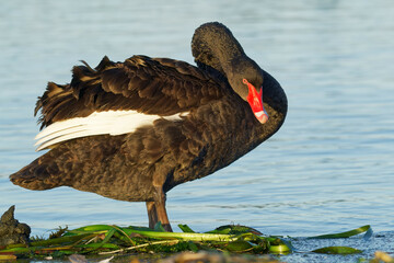 A Black Swan by a blue lake on a beautiful morning