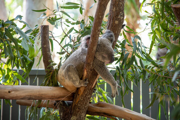 Koala sleeping on a branch with Eucalyptus leaves