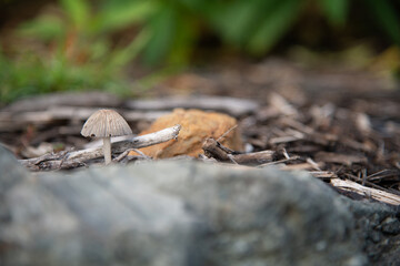 Toadstool on the ground.