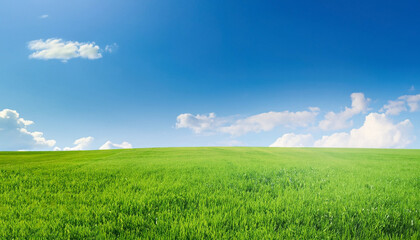 Field of green fresh grass under blue sky