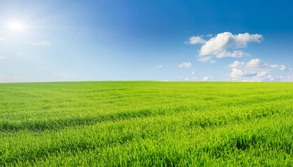 Fototapeta premium Field of green fresh grass under blue sky