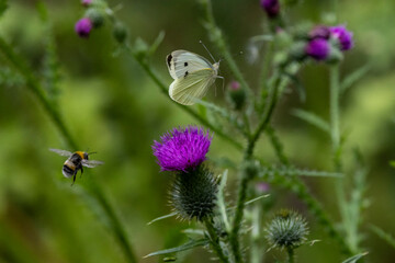 Großer Kohlweißling (Pieris brassicae)