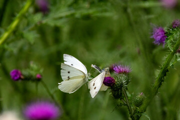 Kleiner Kohlweißling (Pieris rapae)

