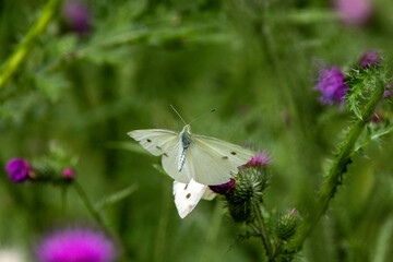 Kleiner Kohlweißling (Pieris rapae)
