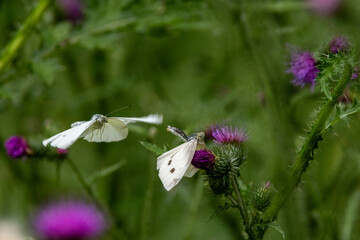 Kleiner Kohlweißling (Pieris rapae)
