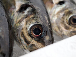 アジ　鯵　あじ　horse mackerel　Trachurus japonicus