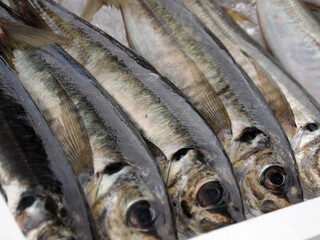 アジ　鯵　あじ　horse mackerel　Trachurus japonicus