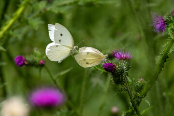 Kleiner Kohlweißling (Pieris rapae)
