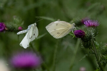 Kleiner Kohlweißling (Pieris rapae)
