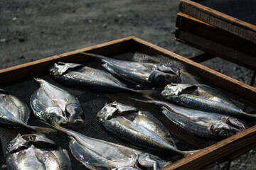 アジの干物　一夜干し　天日干し　焼き魚