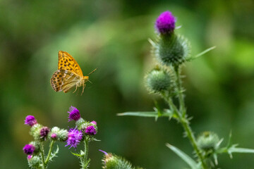 Kaisermantel oder Silberstrich (Argynnis paphia)