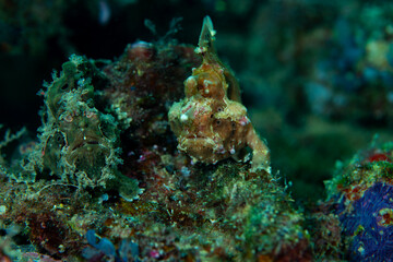 Two frogfish on coral reef