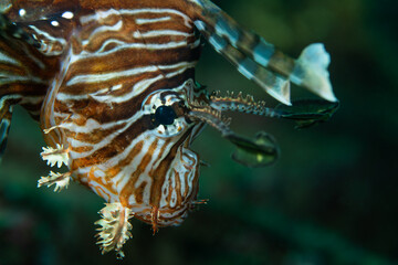 Closeup of a lionfish