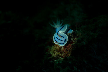 Blue striped nudibranch against dark background