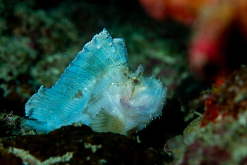 Leaffish sat on coral reef