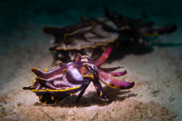 2 flamboyant cuttlefish on sandy seabed