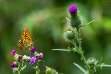 Kaisermantel oder Silberstrich (Argynnis paphia)