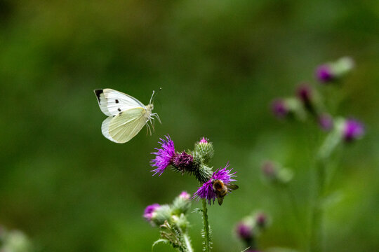 Gro&szlig;er Kohlwei&szlig;ling (Pieris brassicae)