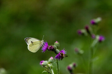 Großer Kohlweißling (Pieris brassicae)