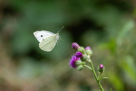 Gro&szlig;er Kohlwei&szlig;ling (Pieris brassicae)