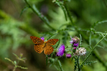 Kaisermantel oder Silberstrich (Argynnis paphia)