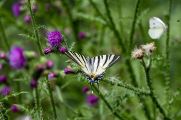 Segelfalter (Iphiclides podalirius)