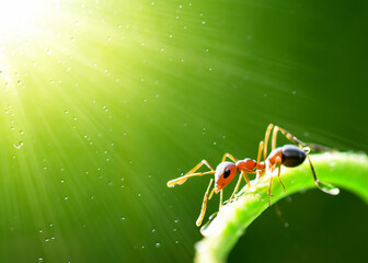 Naklejka premium macro closeup photo of an ant on blurred green natural background, sun rays, water droplets, created with generative ai technology
