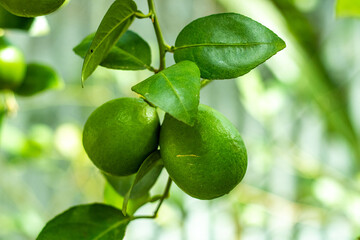 Lemons are a good source of vitamin C and antioxidants