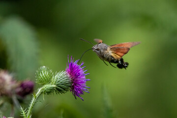 Taubenschwänzchen (Macroglossum stellatarum)