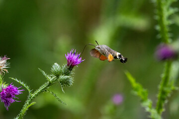 Taubenschwänzchen (Macroglossum stellatarum)
