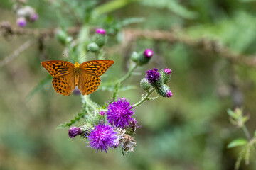 Kaisermantel oder Silberstrich (Argynnis paphia)