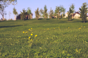 Obraz premium flowers in the grass
