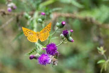 Kaisermantel oder Silberstrich (Argynnis paphia)
