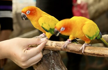a photography of two yellow and green birds perched on a branch, there are two yellow and green...